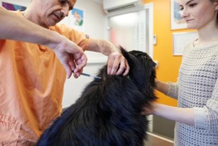 Tão fácil como a aplicação de um microchip