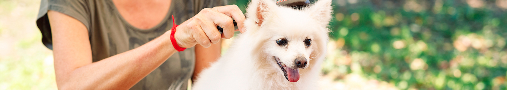 Meu cão tem alergia?