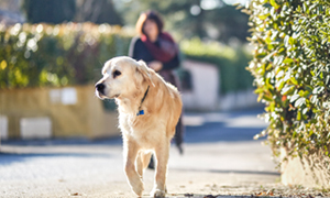O que é a Leishmaniose?