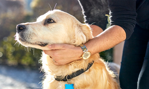 Cachorro com tártaro