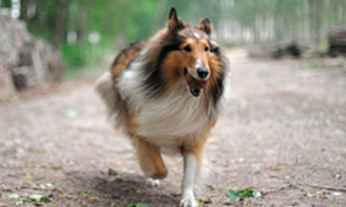 Entendendo as alergias